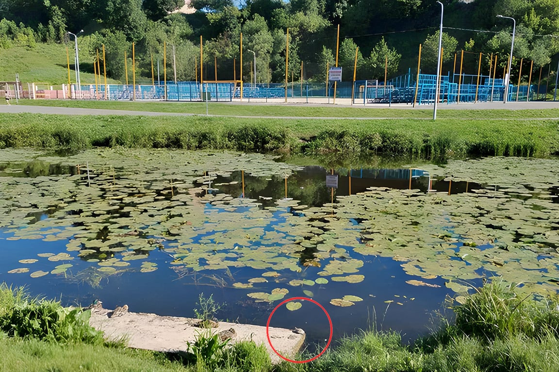 Черепахи добрались до Витьбы, их видели в центре Витебска. Courtesy photo