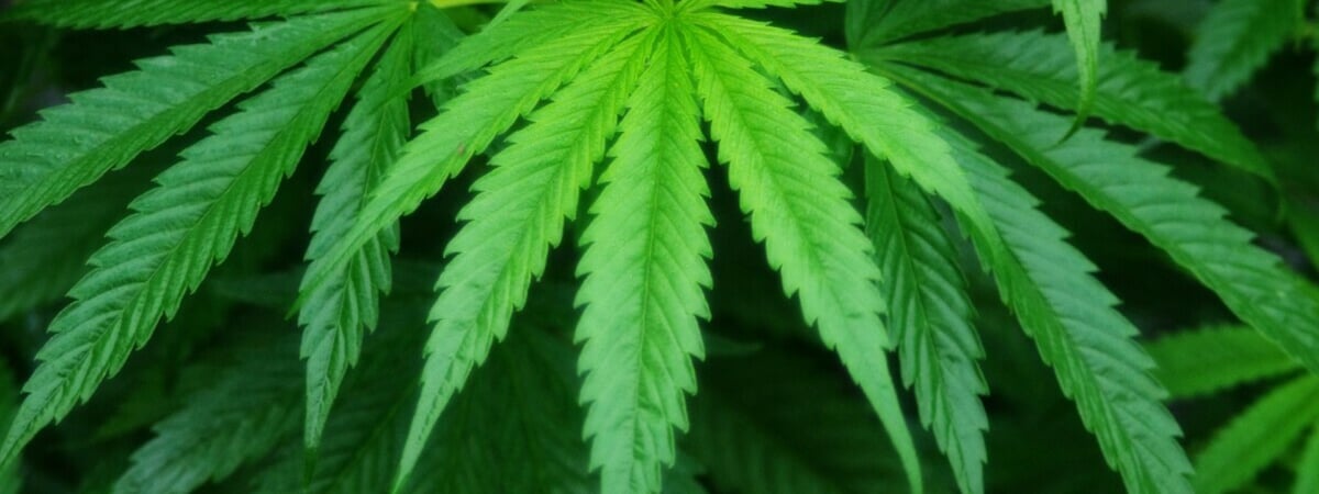 В Германии легализовали выращивание, хранение и курение каннабиса. Но есть нюансы