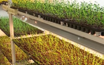 Элитный картофель из Беларуси – узнали, как выращивают картошку в пробирках. Репортаж из Брестской области