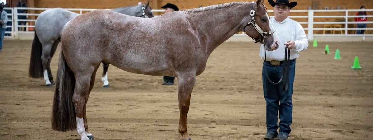 Власти РБ не смогли продать на аукционе отжатую у британских инвесторов солнечную электростанцию