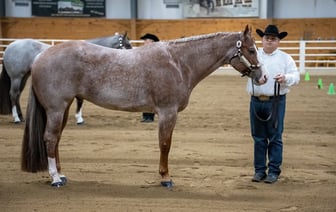 Власти РБ не смогли продать на аукционе отжатую у британских инвесторов солнечную электростанцию