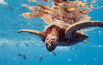 Между Финляндией и Швецией поврежден кабель связи