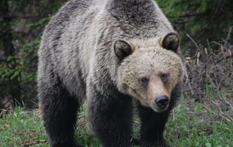 Сколько в Беларуси медведей и почему участились встречи людей с ними, рассказали в Минприроды