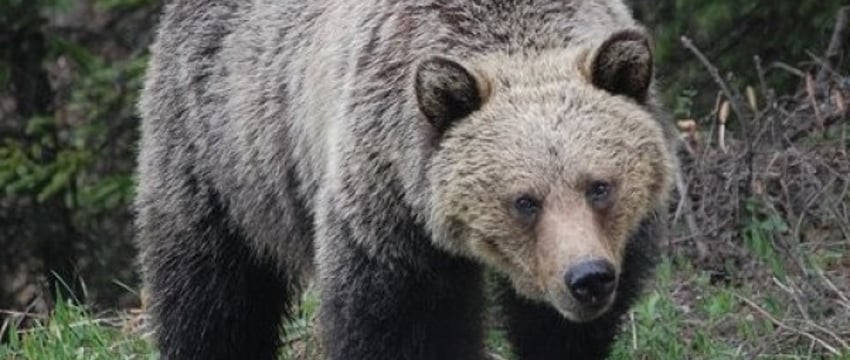 Сколько в Беларуси медведей и почему участились встречи людей с ними, рассказали в Минприроды