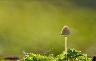 Под Новополоцком грибника-пенсионера выносили из леса на носилках