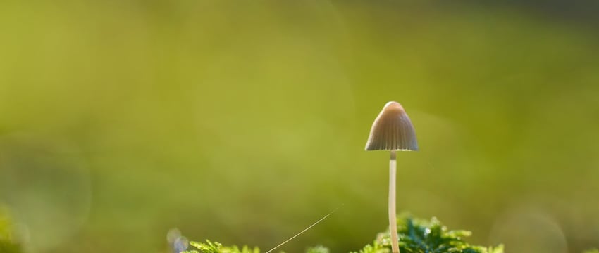 Под Новополоцком грибника-пенсионера выносили из леса на носилках