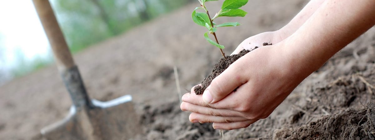В Беларуси приступили к высадке леса — сколько уже посадили