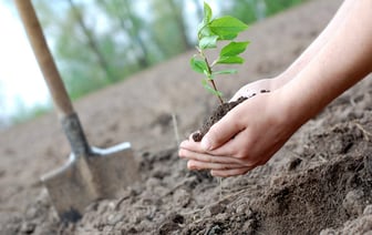 В Беларуси приступили к высадке леса — сколько уже посадили