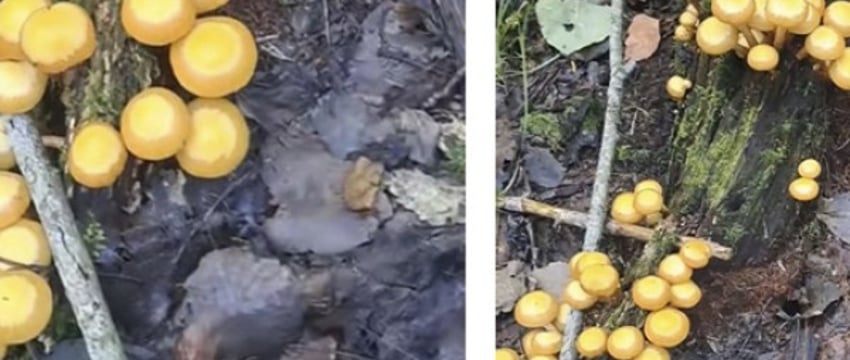 «Я таких грибов не знаю». Белорус показал необычные опята, пользователи начали спорить