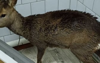 Работники скорой помощи в Столинском районе спасли тонувшую косулю. Появились подробности