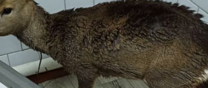 Работники скорой помощи в Столинском районе спасли тонувшую косулю. Появились подробности