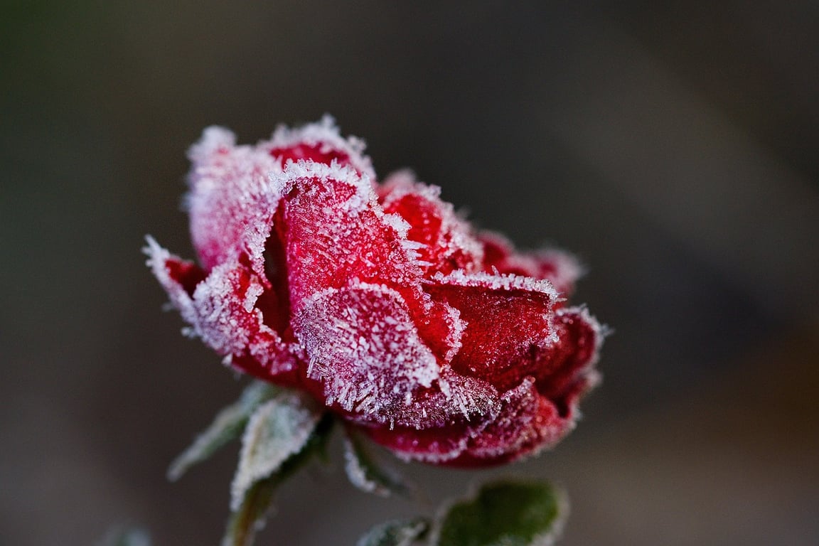 Замерзшая роза, роза в инее. Фото pixabay.com