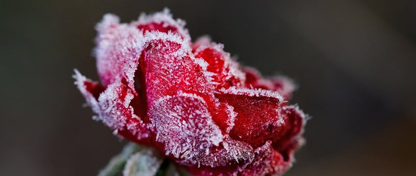 Снова до -3 °C — ночные заморозки ожидаются на Витебщине