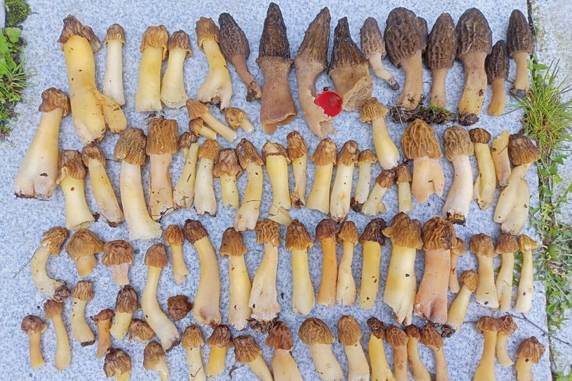 Маслята, подберезовики, боровик... Белорусские грибы рванули слишком рано