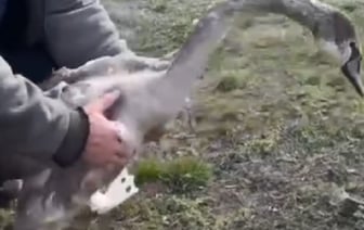 Лебедю, которому неизвестные отстрелили лапы, белорусы сделали протезы на 3D-принтере
