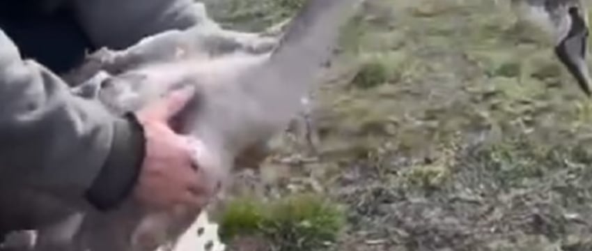 Лебедю, которому неизвестные отстрелили лапы, белорусы сделали протезы на 3D-принтере