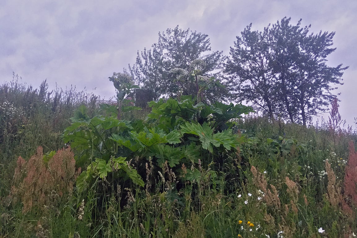 Гигантский борщевик удалось вырастить в Витебске. Фото ННВ