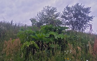 Гигантский борщевик удалось вырастить в Витебске. Фотофакт