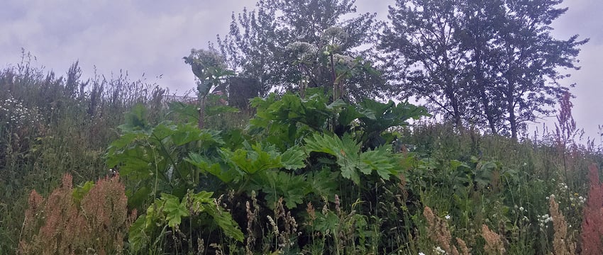 Гигантский борщевик удалось вырастить в Витебске. Фотофакт