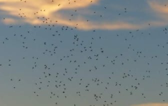 Нападение мошек в Бресте