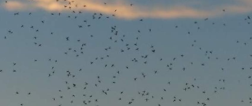 Нападение мошек в Бресте