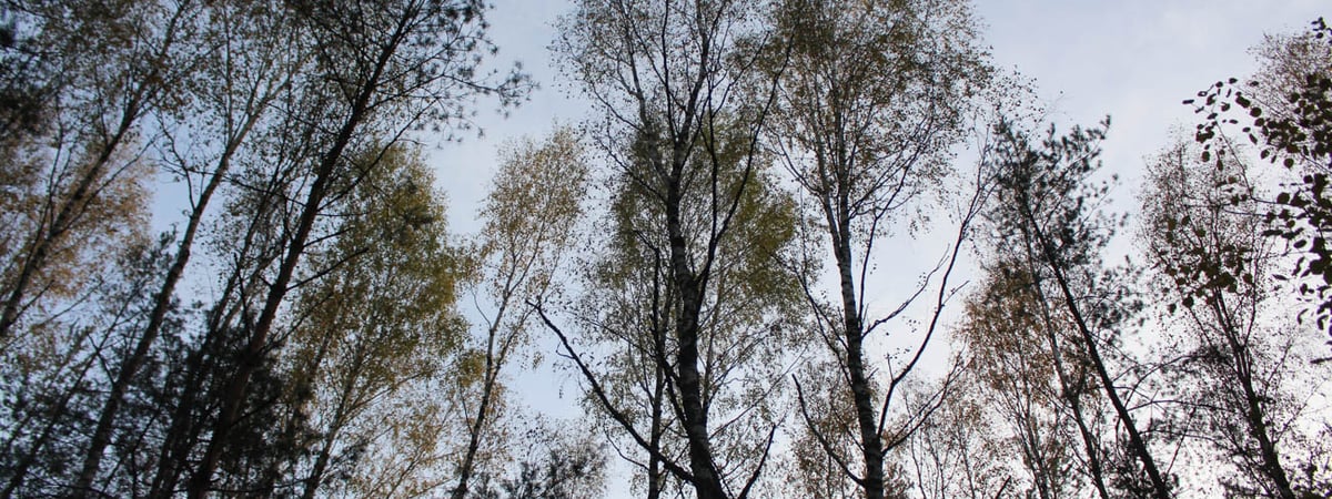 Стало известно, сколько лесов восстановили в Гродненской области за прошлый год