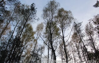Стало известно, сколько лесов восстановили в Гродненской области за прошлый год