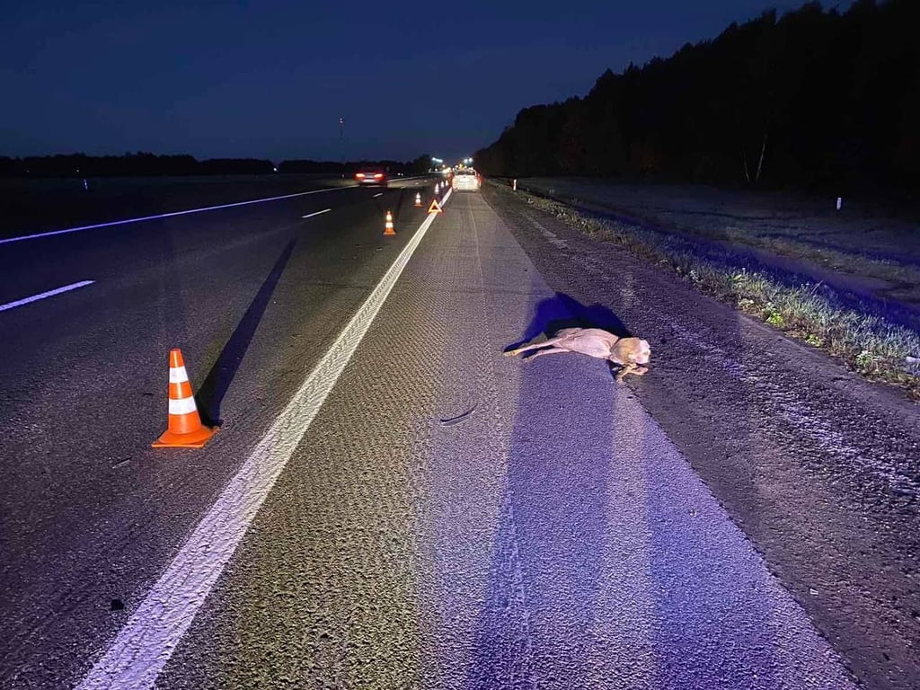 Водитель сбил косулю, выбежавшую на трассу М1 под Брестом