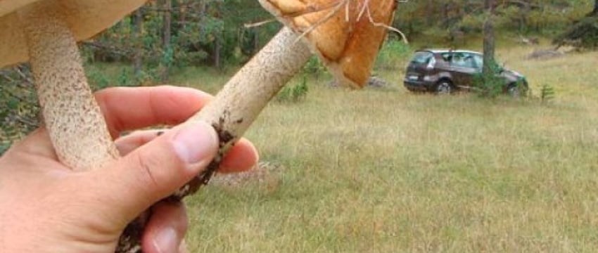 Проверка радионуклидов в грибах и ягодах в Бресте