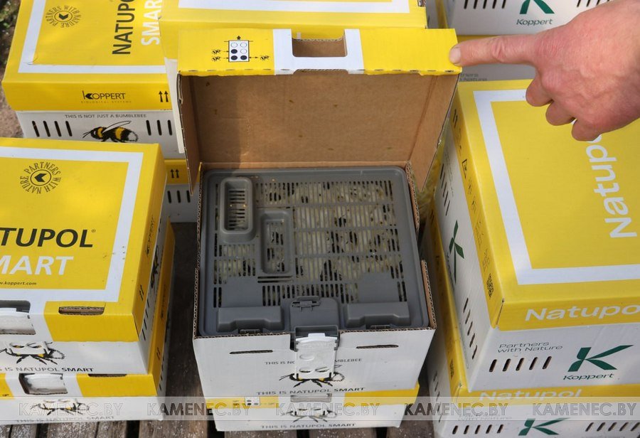 Как шмели из Голландии помогают предпринимателю в Брестской области