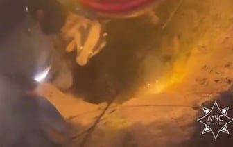 В Беларуси спасатели пришли на помощь… барсуку — что произошло