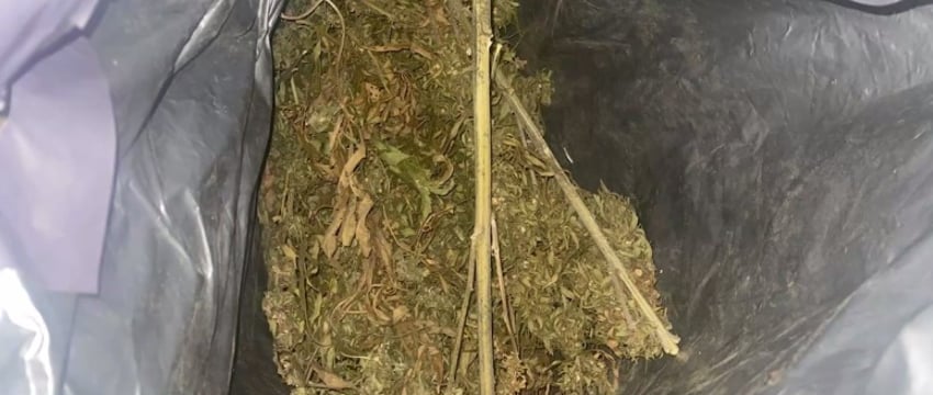 Минчанин заплатил коноплей за ремонт машины