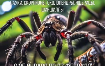 Новый автокомис и выставка экзотических пауков — новинки февраля в ТЦ OldCity