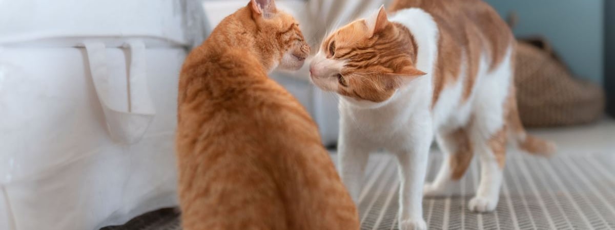 Почему кастрированный кот продолжает интересоваться кошками? Ветеринар объяснила, нужно ли ругать — Полезно