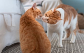 Почему кастрированный кот продолжает интересоваться кошками? Ветеринар объяснила, нужно ли ругать — Полезно