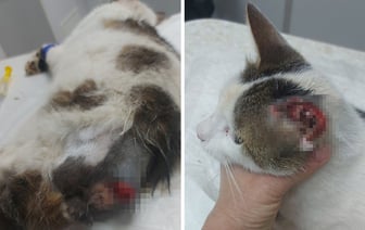 На живодера из Гомеля заведено уголовное дело