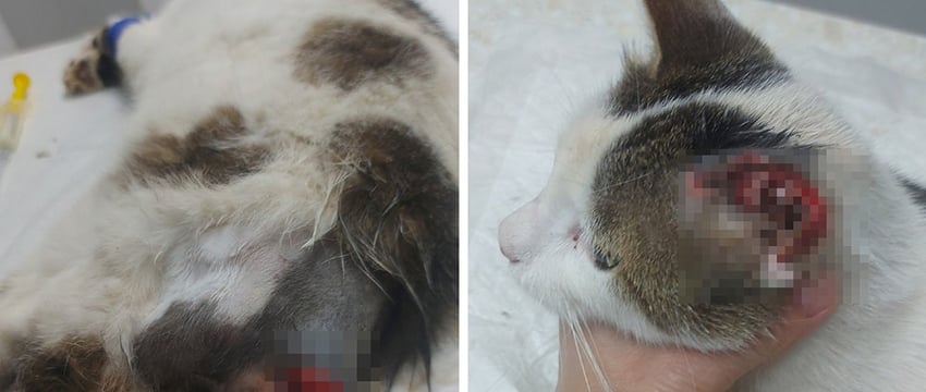 На живодера из Гомеля заведено уголовное дело