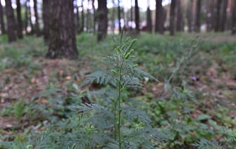 В Гомеле парк Фестивальный зарастает опасным аллергеном