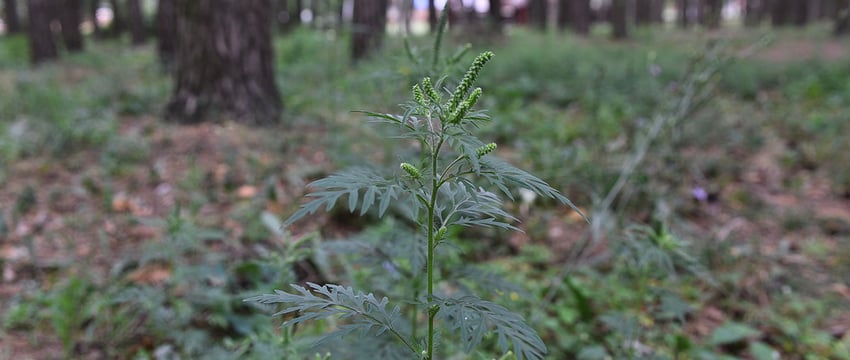 В Гомеле парк Фестивальный зарастает опасным аллергеном