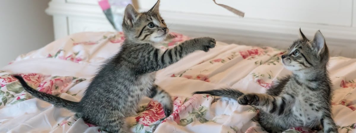 Пять признаков того, что ваша кошка очень умна. Проверьте своего питомца — Полезно