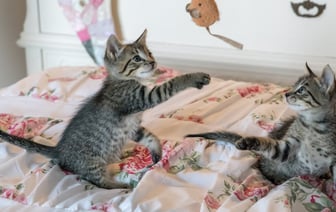 Пять признаков того, что ваша кошка очень умна. Проверьте своего питомца — Полезно