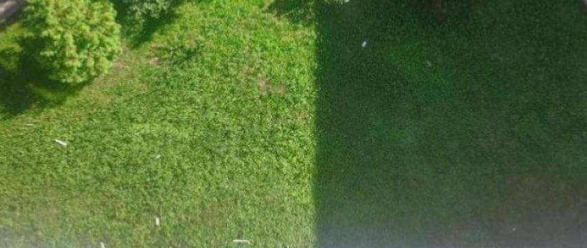 В Беларуси женщина выбросила собаку из окна 9 этажа