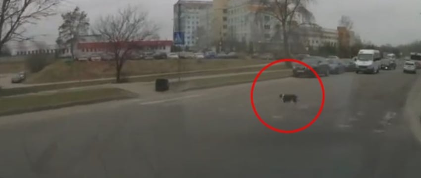 В Бресте собаки переходят дорогу по правилам. Позитивное видео