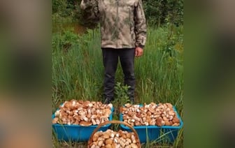 Белорус похвастался гигантским «уловом» боровиков