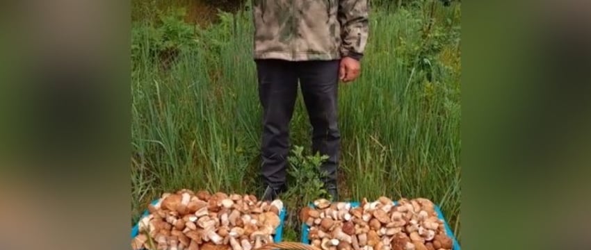 Белорус похвастался гигантским «уловом» боровиков