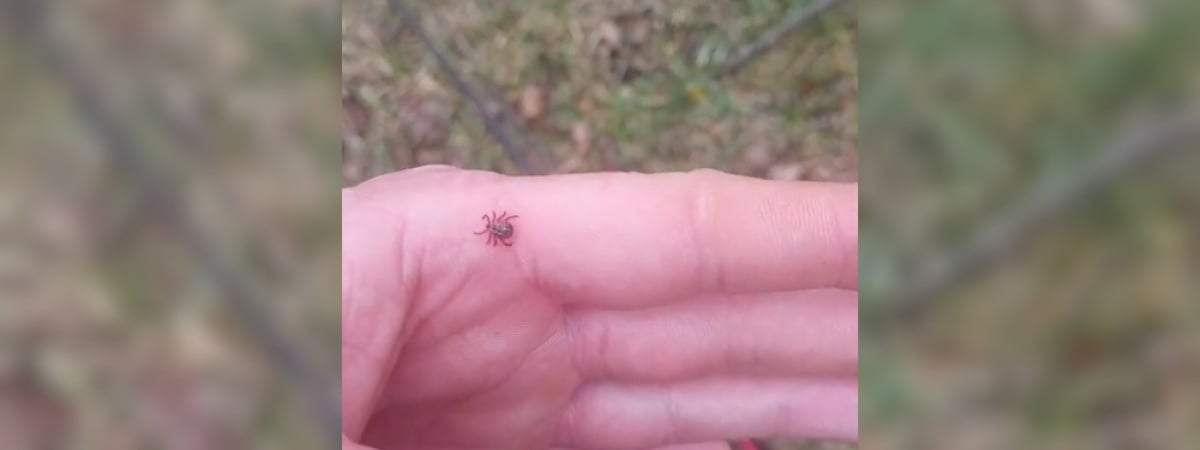 «В этом году в лесах будет тьма» — Белорус пожаловался на клещей в феврале возле речки. Как от них защититься? — Видео