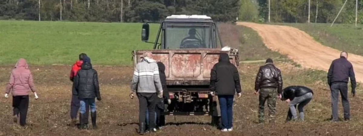 В Лиде задержанных политических возят на работу к немецкому фермеру