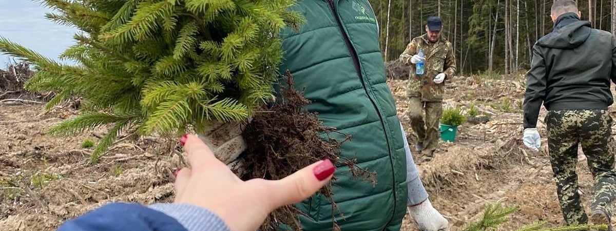 Гродненские лесхозы позвали белорусов садить лес. Сколько пообещали платить?