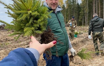 Гродненские лесхозы позвали белорусов садить лес. Сколько пообещали платить?