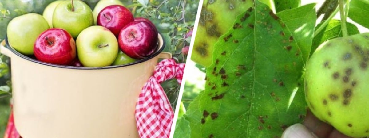 Эта болезнь может убить весь урожай яблонь и груш. Чем опрыскать весной, рассказали в Ботаническом саду Минска — Полезно